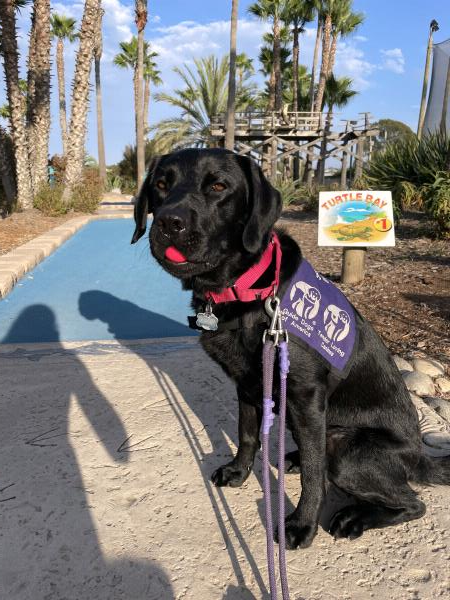 /Images/uploads/International Guiding Eyes Inc/gdapawsitivitycalendar/entries/20848thumb.jpg